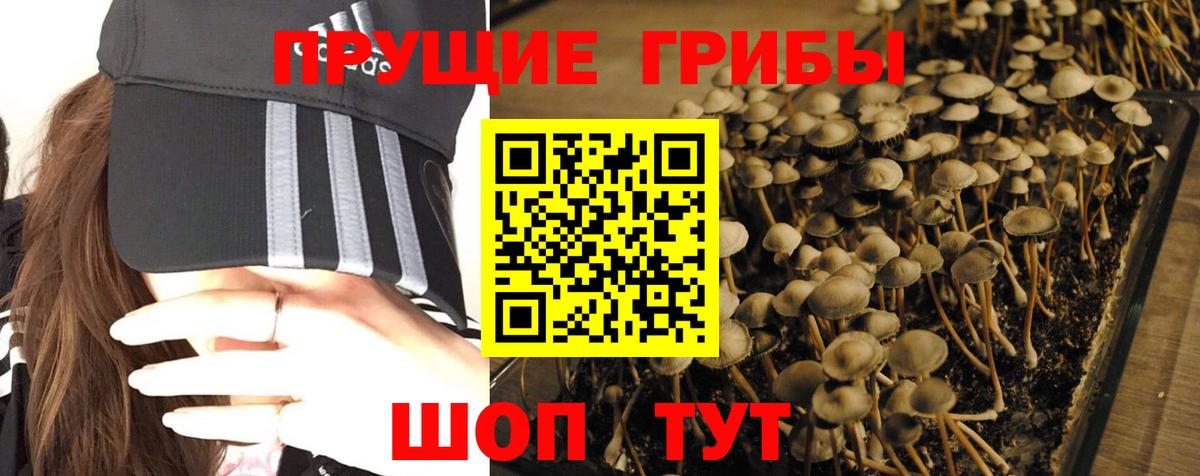 Псилоцибиновые грибы Psilocybine cubensis Заинск